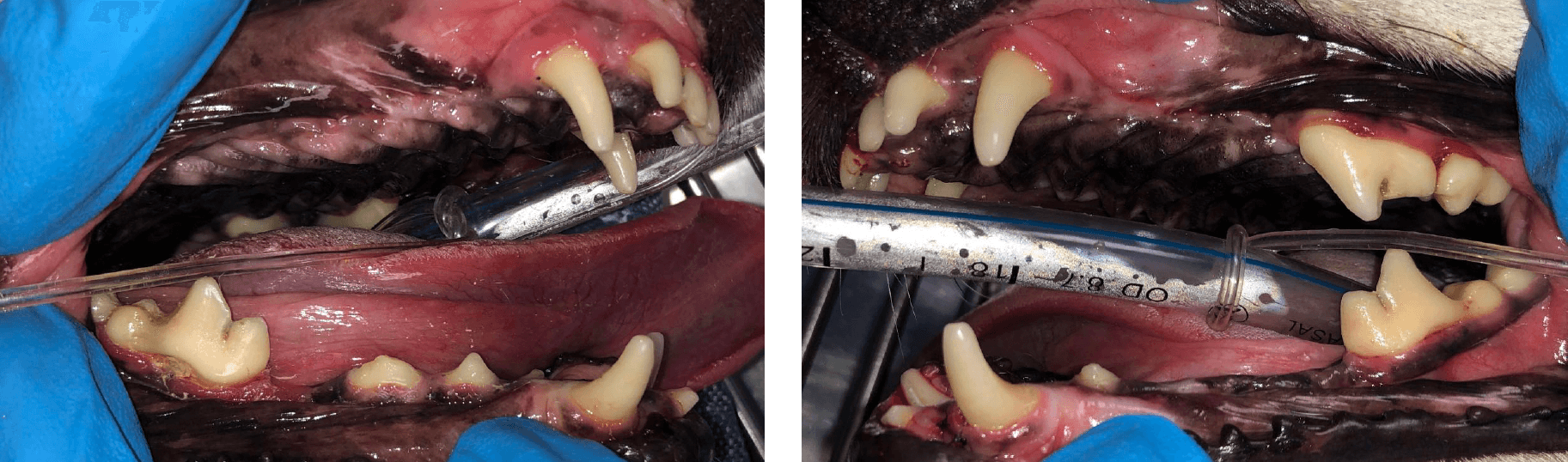 After procedure with RDVM