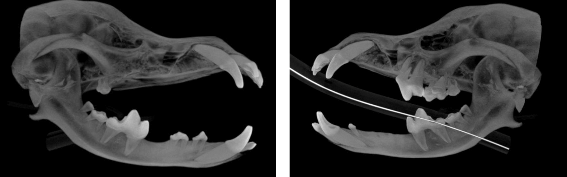 High intensity CBCT Image with RDVM