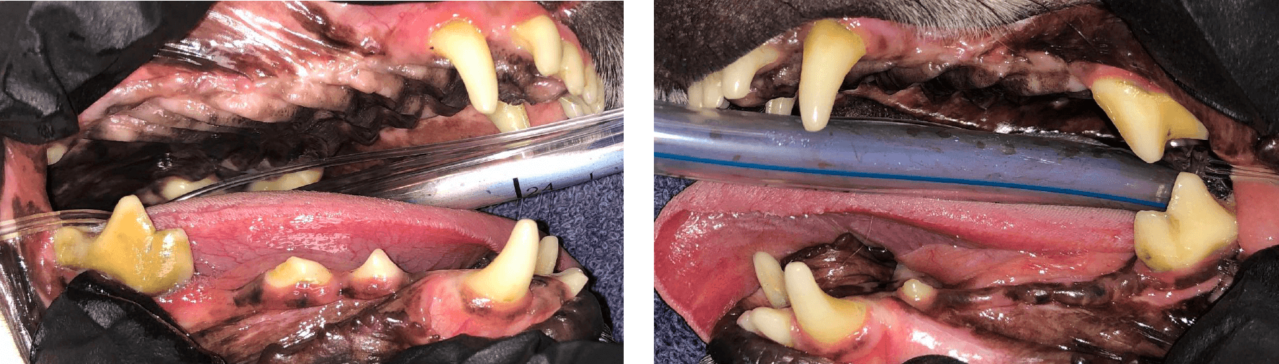 Presentation at the beginning of procedure with RDVM