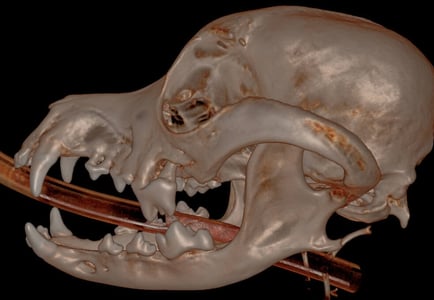 3D Hard Tissue overview - left side 