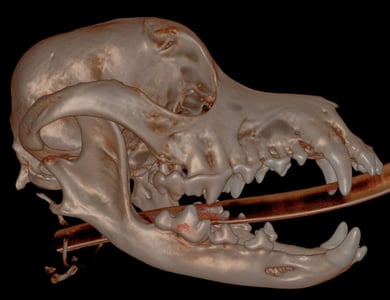 3D Hard Tissue overview - right side 