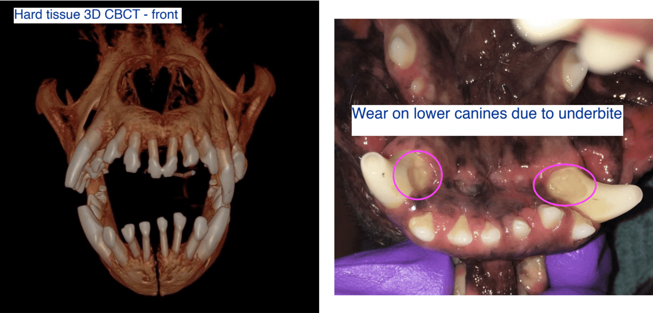Left - Hard tissue 3d CBCT - Front Right - Wear on lower canines due to underbite