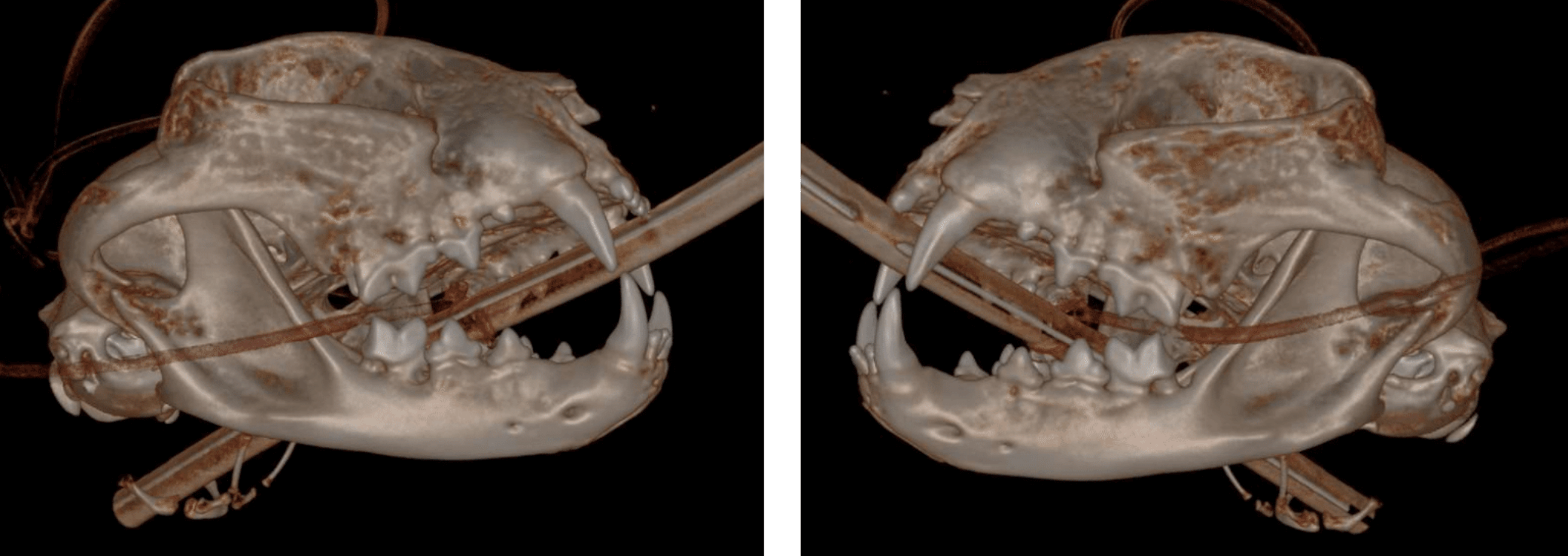 Hard tissue reconstruction - 3D Overview