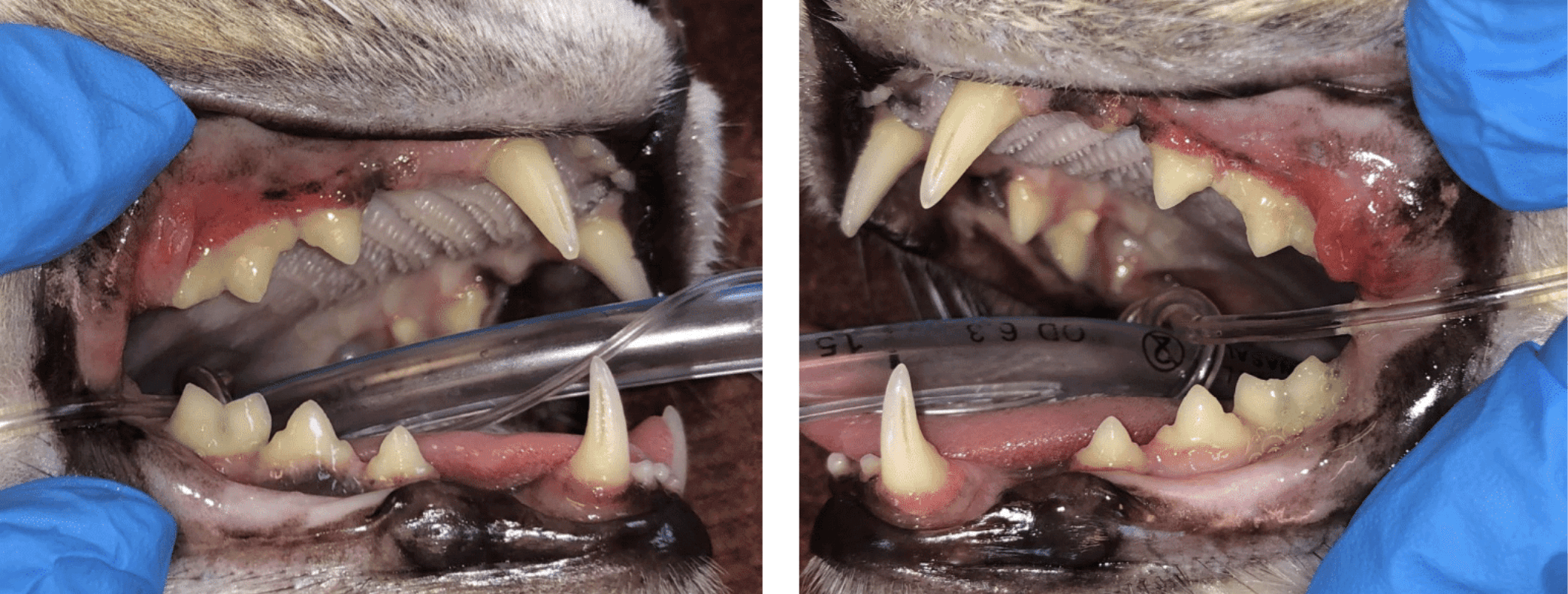 Overview of both sides before extractions performed