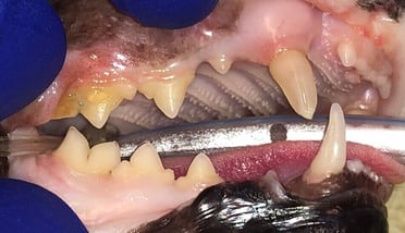 Before caudal mouth extractions  right side 