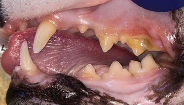 Before caudal mouth extractions left side 