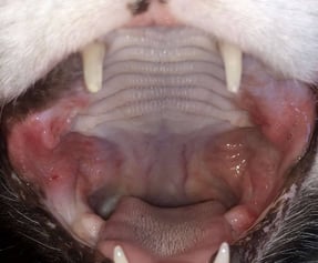 Caudal mouth presentation