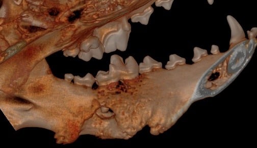 3D Hard Tissue Lingual View left mandible