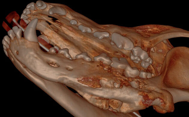 3D Hard Tissue Overview (left mandible)