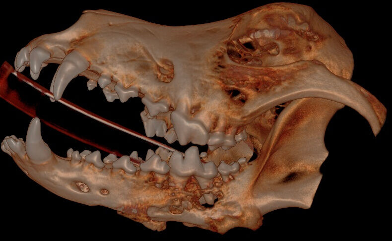 3D Hard Tissue Overview (left side)