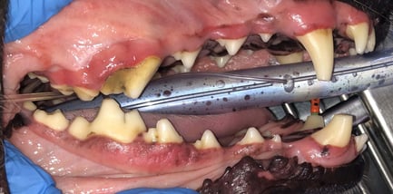 Side view before dental cleaning with worn canine - Attrition and Tertiary Dentin over 404