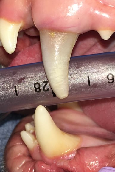 Image of 204 before RCT