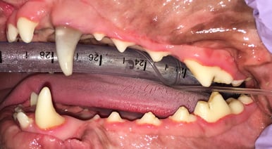 Overview of left side after RCT and cleaning