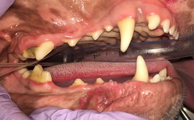 Overview of right side before dental cleaning