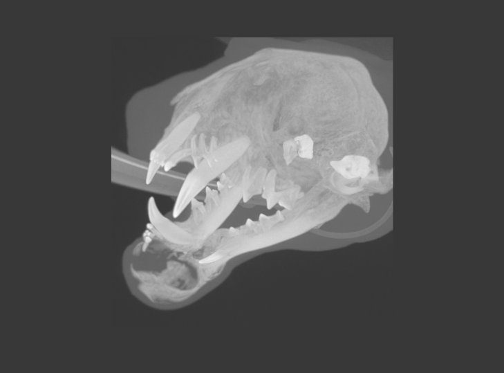 2 FIOT Rostral_MNectomy_Sep_2023_CT_03-3