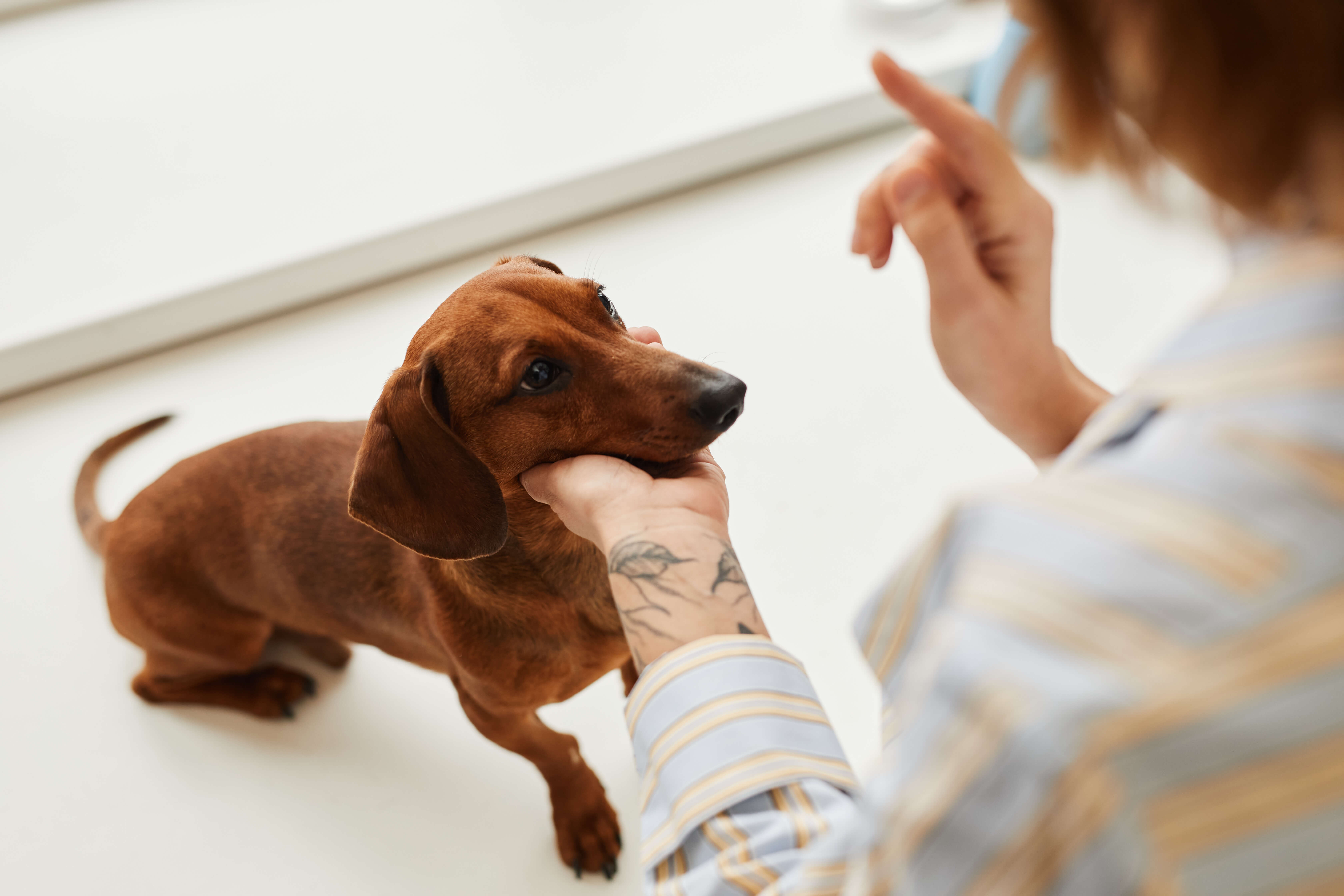 cute-dachshund-dog-of-brown-color-looking-at-pet-o-2022-02-15-20-16-29-utc (1)