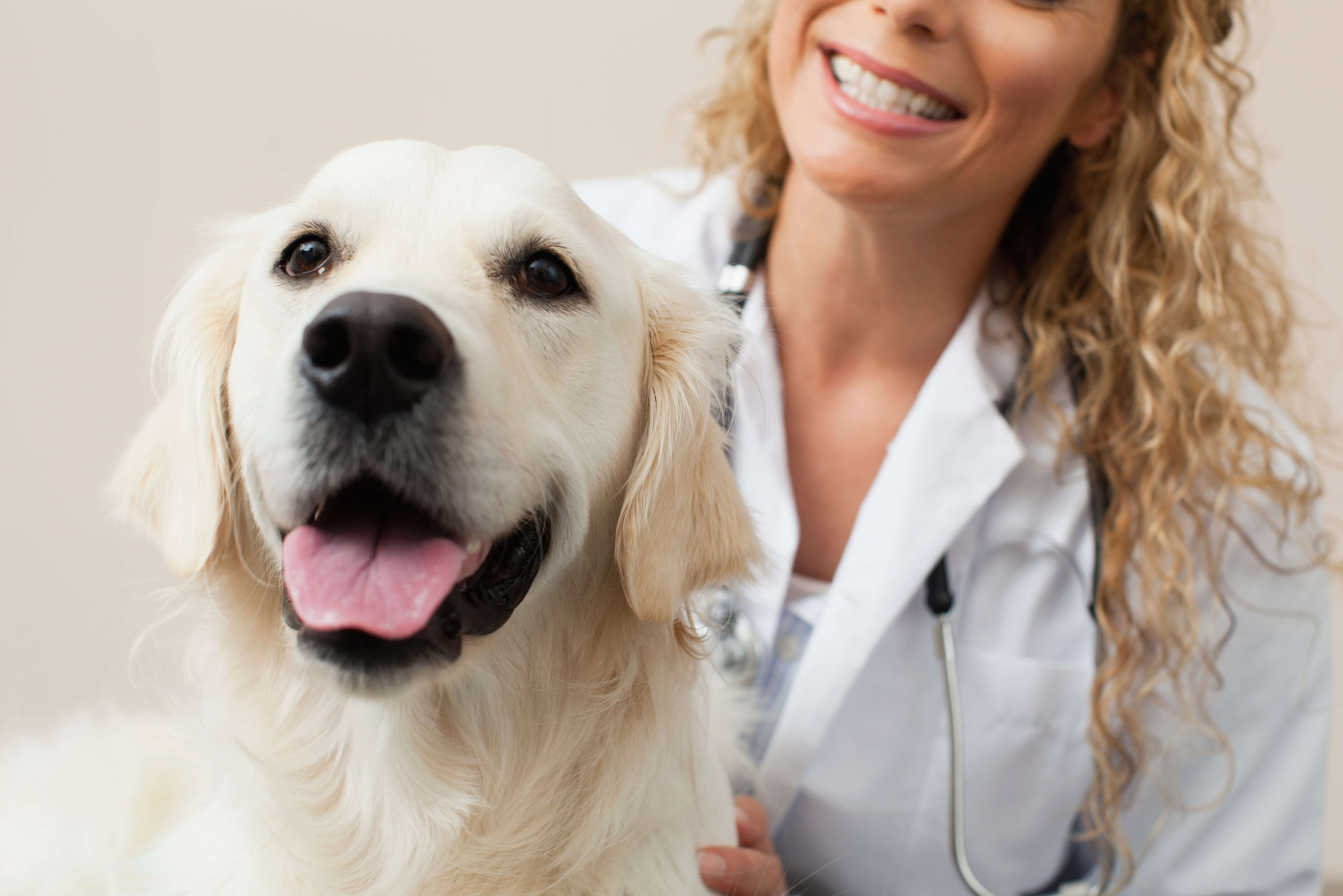 veterinarian-petting-dog-in-office-2022-03-07-23-55-35-utc (1)