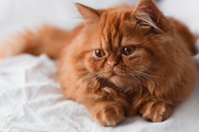 closeup-portrait-of-orange-persian-cat-with-chubby-2022-11-14-06-05-27-utc (1)