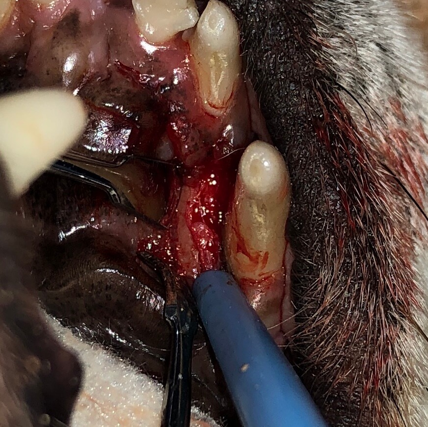 gtr - before graft placement, granulation tissue from previous closed root planing from rdvm