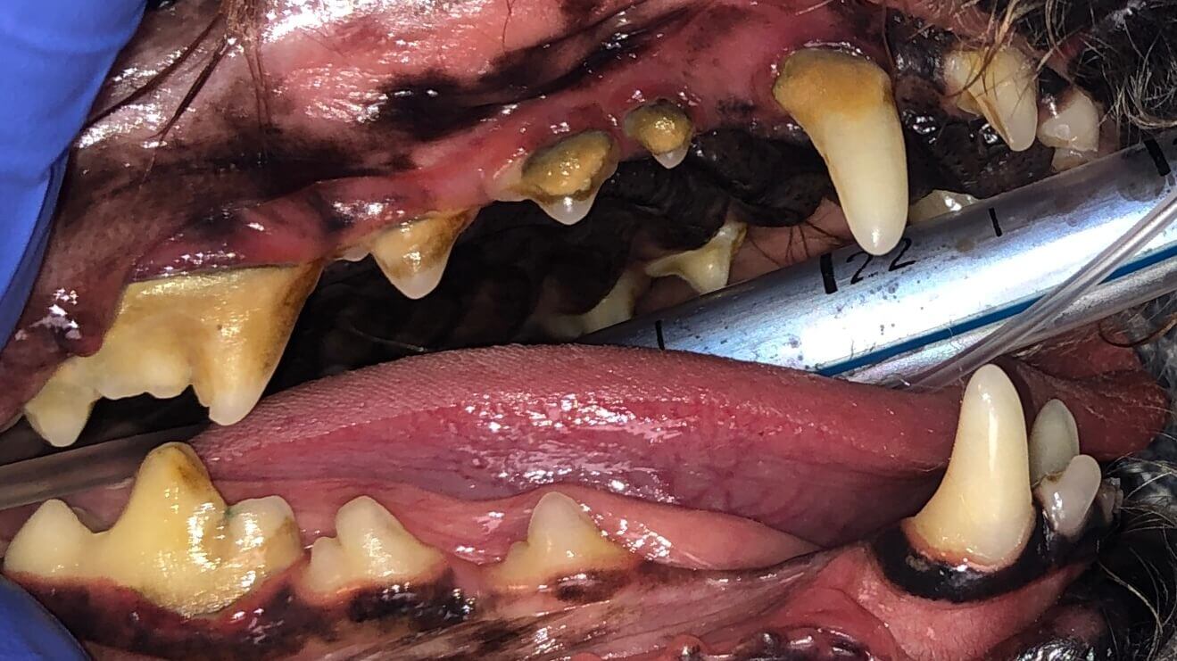 Treating Periodontal Disease: Ziggy's Journey with Guided Tissue Regeneration