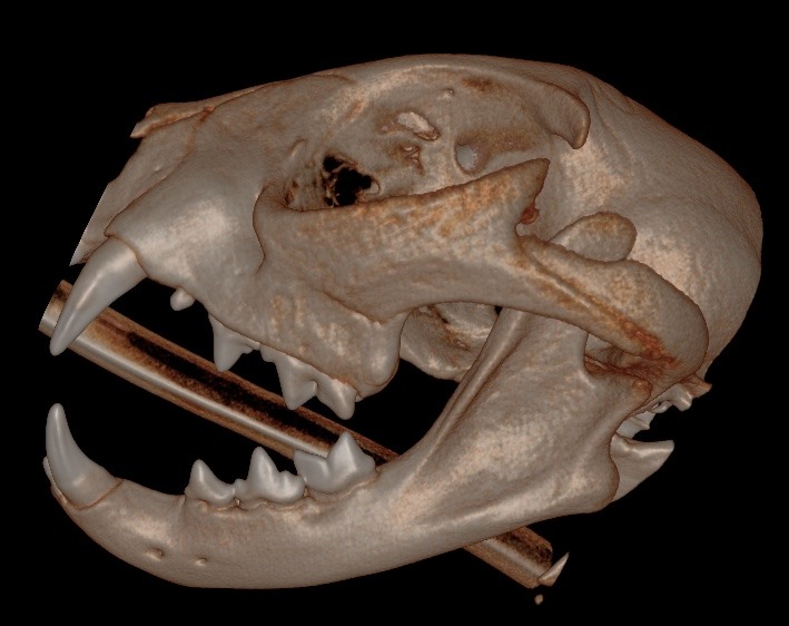 Feline Dental Health Case Study: Managing Temporomandibular Joint Luxation