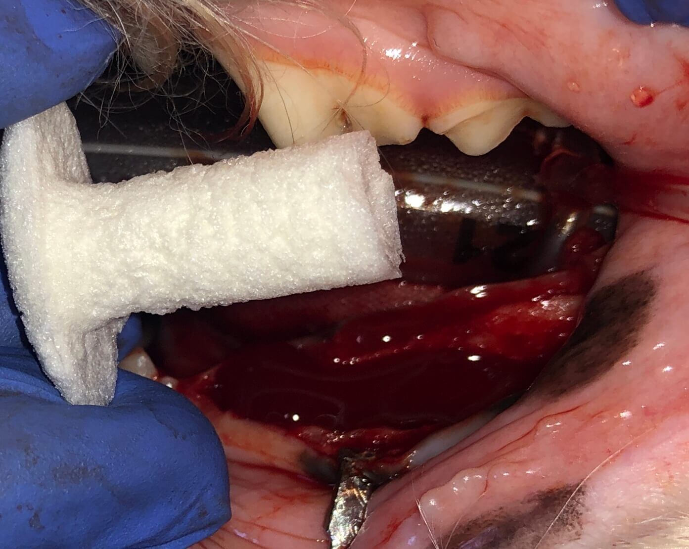 Trauma-Induced Dental Infection in Dog: Extraction and Bone Grafting with ReGum Vet