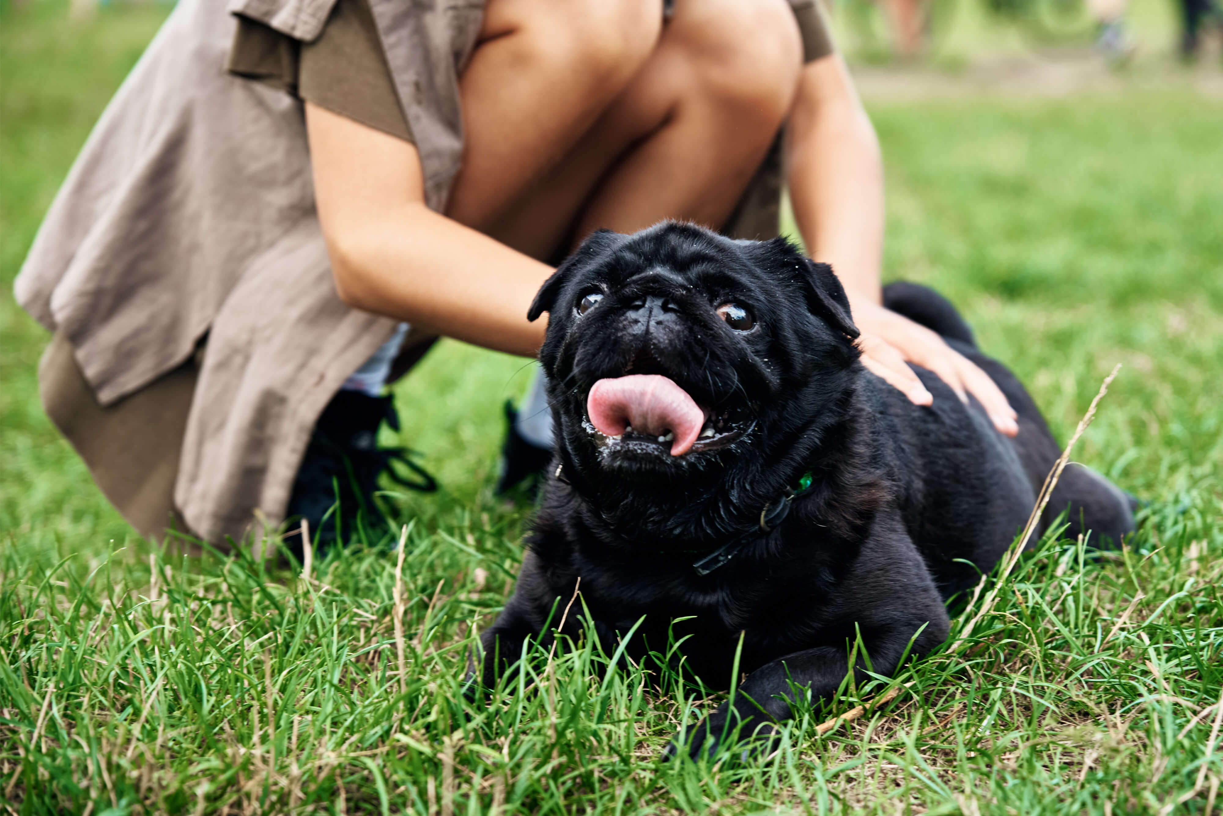 owner-petting-pug-dog-on-grass-2022-10-31-22-59-37-utc (1)