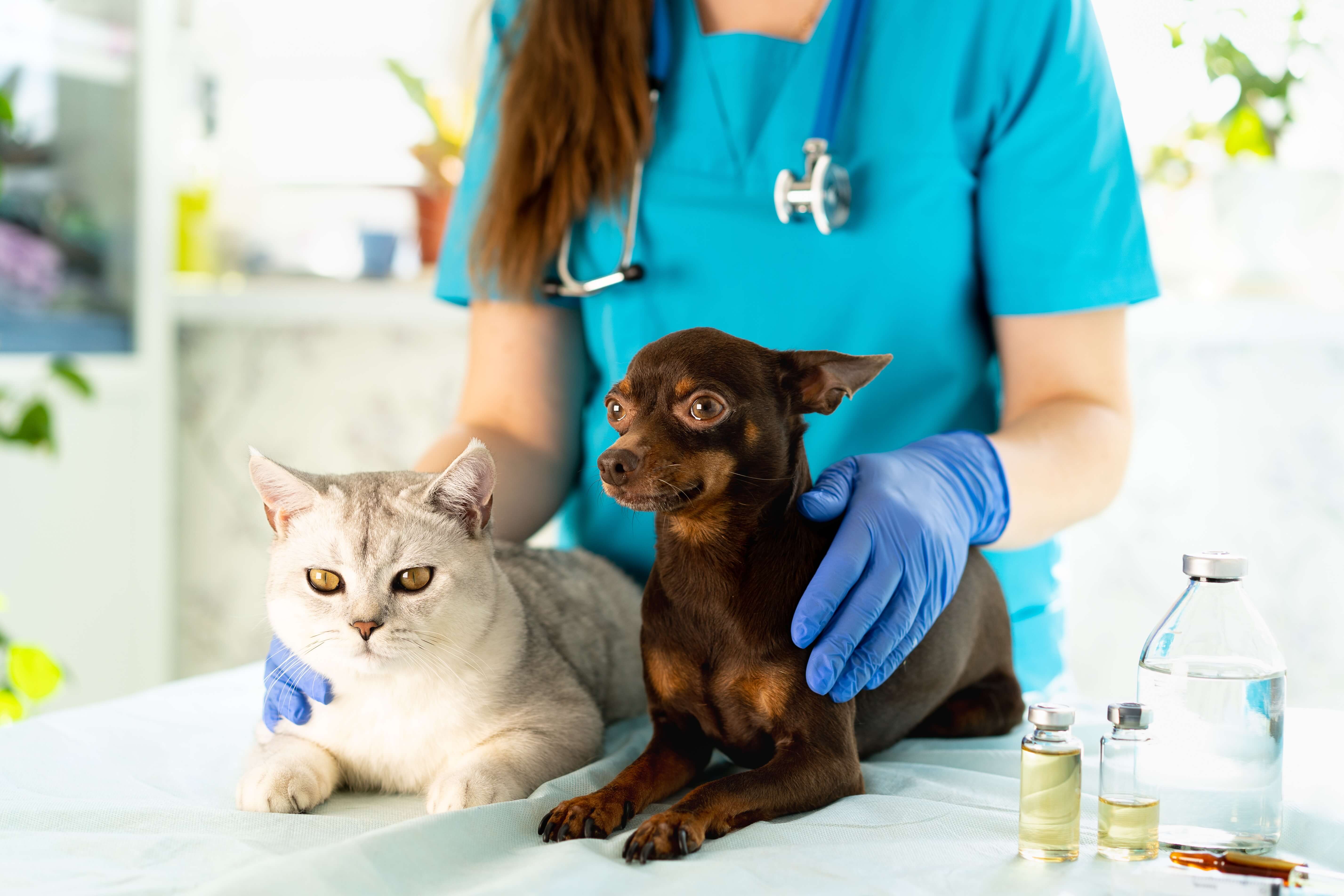 veterinarian-with-cat-and-dog-close-up-unique-job-2022-11-17-00-37-21-utc (1)